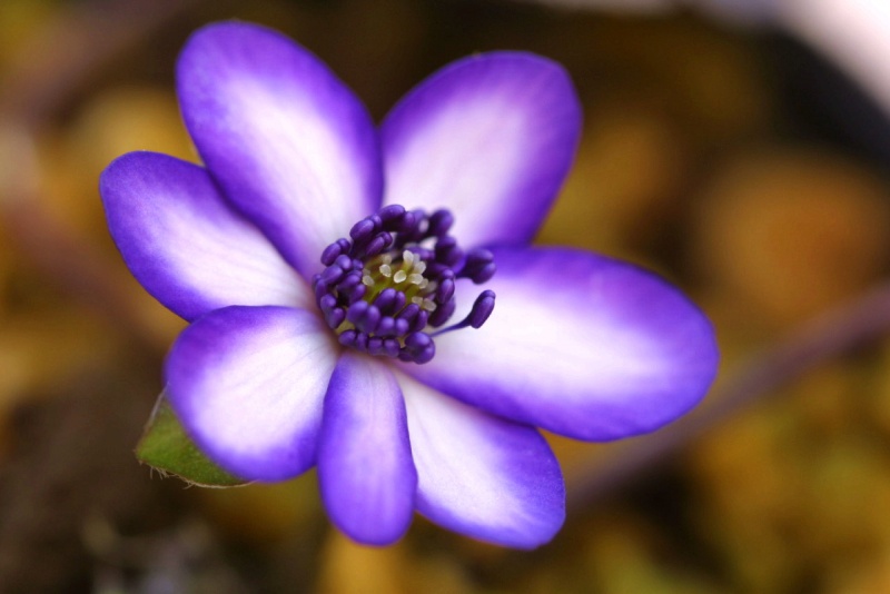 й̳ Hepatica ⯶ϸ ,ֲ,ֲ, ̳뽻 150353mqrminoxq1np1ank