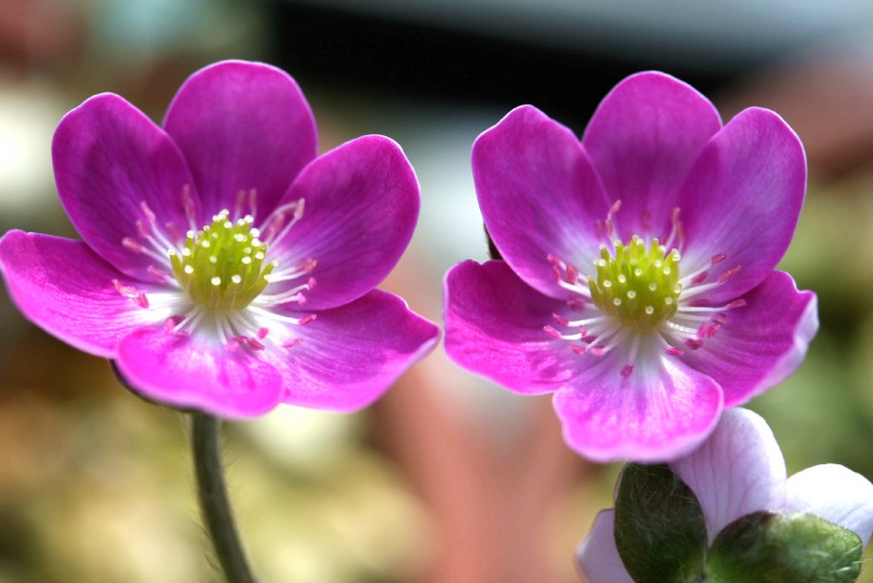 й̳ Hepatica ⯶ϸ ,ֲ,ֲ, ̳뽻 1504072tgfq1fgtfqnznuv