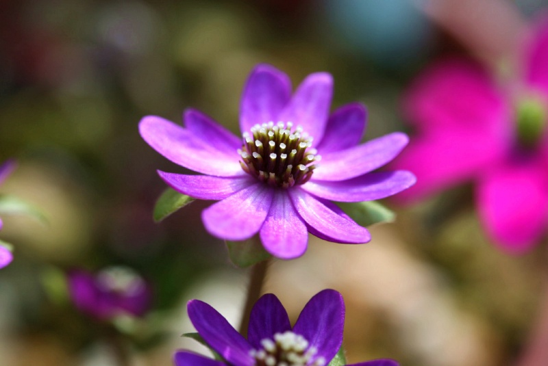 й̳ Hepatica ⯶ϸ ,ֲ,ֲ, ̳뽻 1504343bcceevbptqbbcle