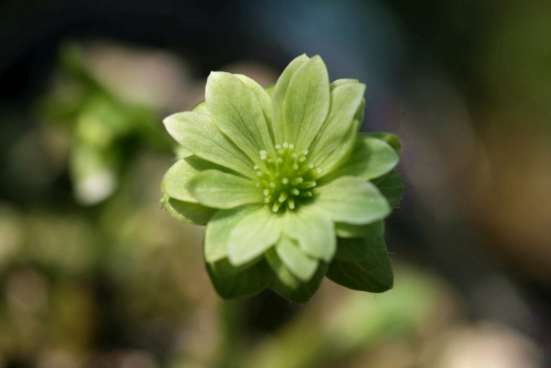 й̳ Hepatica ⯶ϸ ,ֲ,ֲ, ̳뽻 150440xhhwitwf5j33991c