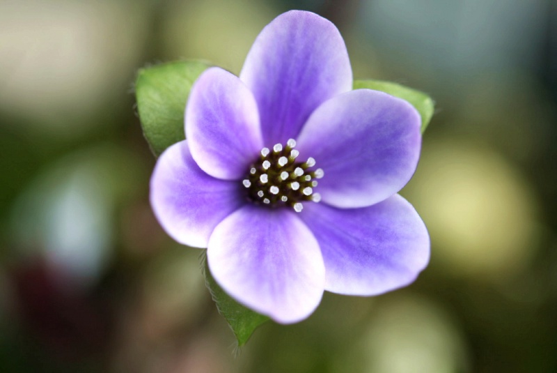 й̳ Hepatica ⯶ϸ ,ֲ,ֲ, ̳뽻 150446jdhch3i7hnk9qk02