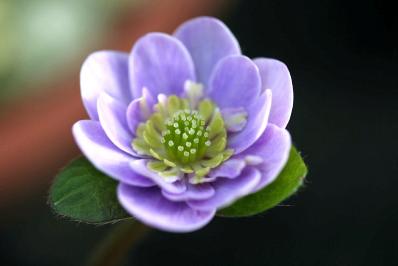 й̳ Hepatica ⯶ϸ ,ֲ,ֲ, ̳뽻 15051327zrji86ls88cfbr