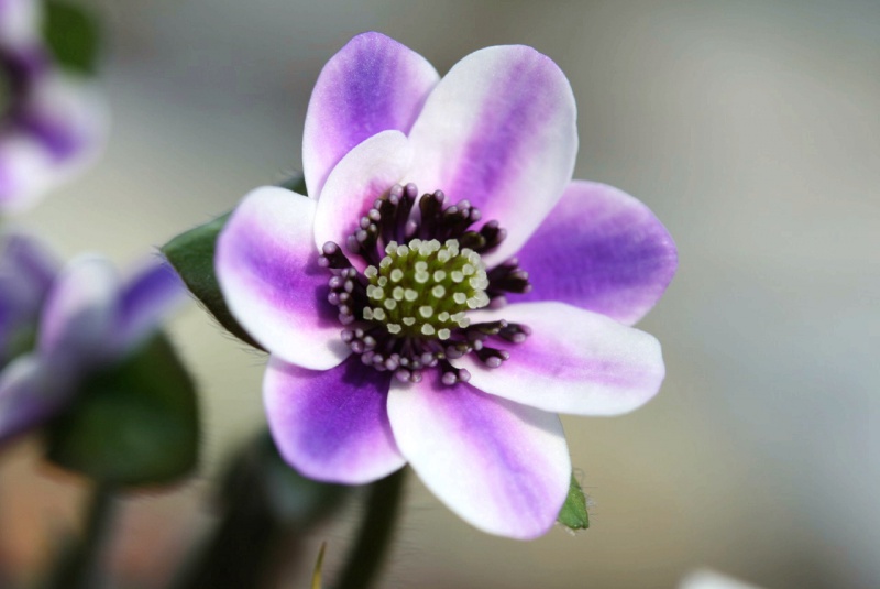 й̳ Hepatica ⯶ϸ ,ֲ,ֲ, ̳뽻 15051883a2y8zoqc0400ay