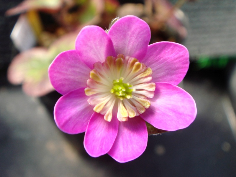 й̳ Hepatica ⯶ϸ ,ֲ,ֲ, ̳뽻 1505468ujvfea7bfaazjeq