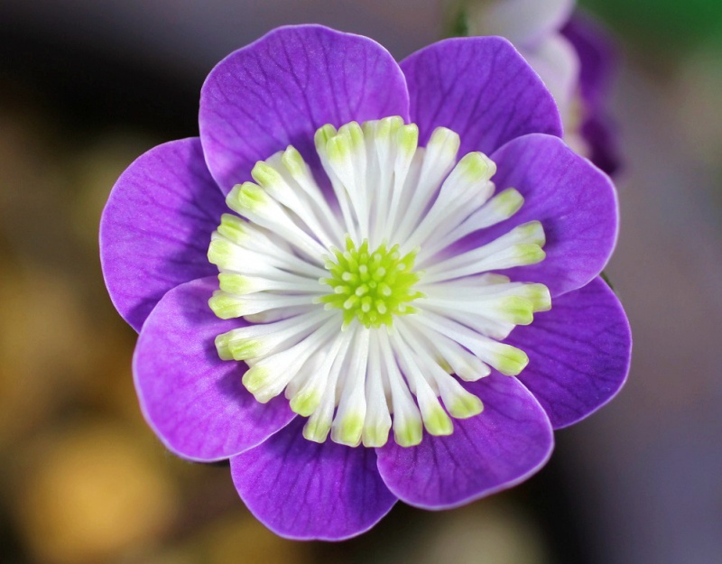 й̳ Hepatica ⯶ϸ ,ֲ,ֲ, ̳뽻 150552fcszc1q6seqqcqkk