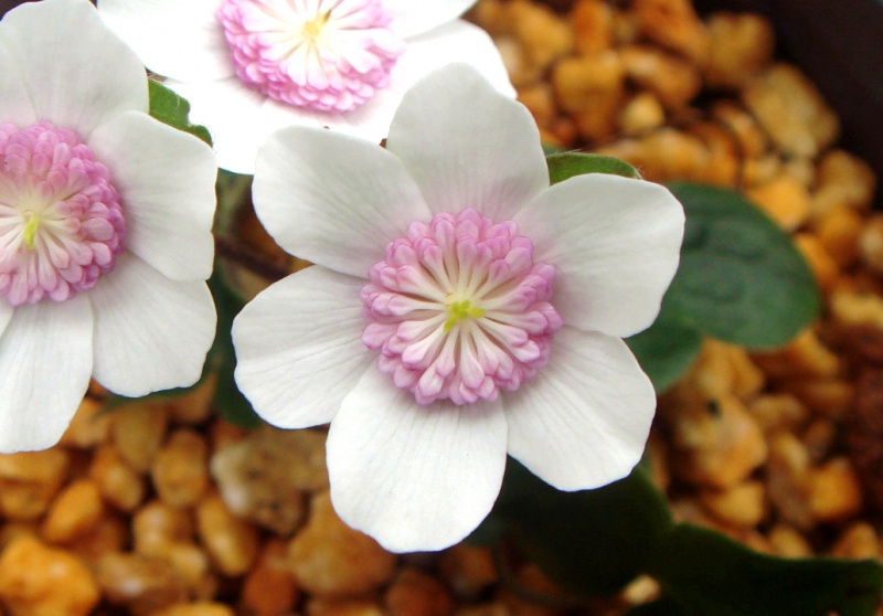 й̳ Hepatica ⯶ϸ ,ֲ,ֲ, ̳뽻 150557edkapk99n1psb1gd