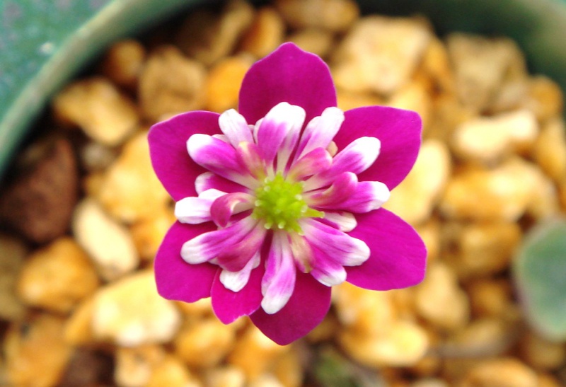 й̳ Hepatica ⯶ϸ ,ֲ,ֲ, ̳뽻 150837bqzdkhqzbtubnaoi