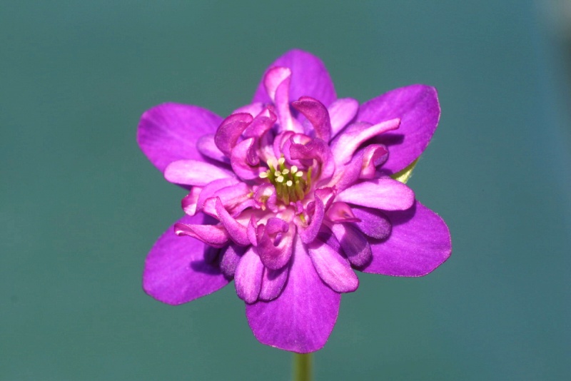 й̳ Hepatica ⯶ϸ ,ֲ,ֲ, ̳뽻 1508445jl2vlp1syejs2fl