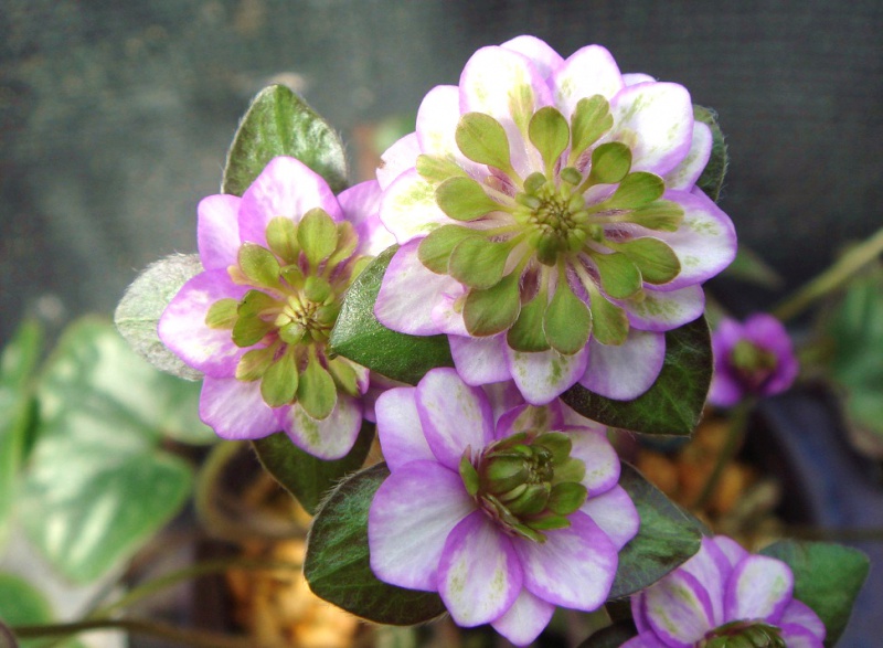 й̳ Hepatica ⯶ϸ ,ֲ,ֲ, ̳뽻 150919acm00m3rruzma2a0