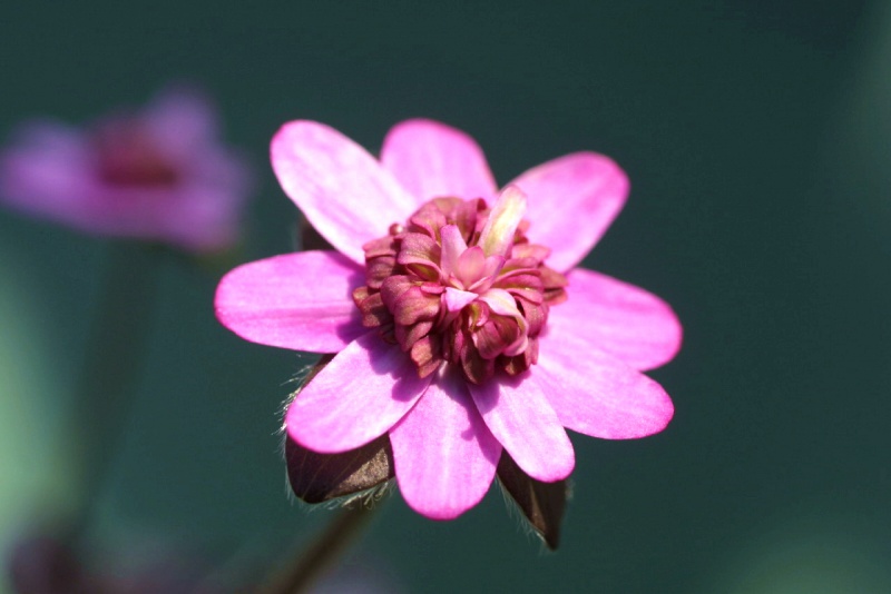 й̳ Hepatica ⯶ϸ ,ֲ,ֲ, ̳뽻 150956m3v3s388xwxem37r