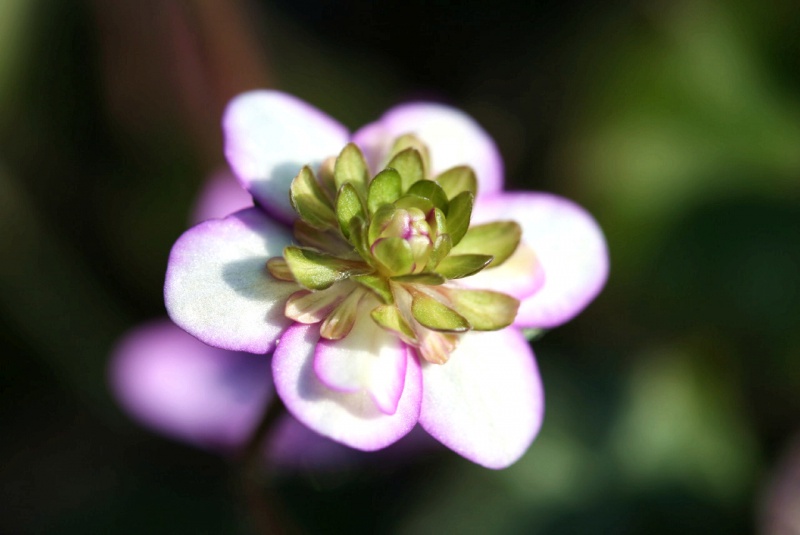 й̳ Hepatica ⯶ϸ ,ֲ,ֲ, ̳뽻 151001o2hlc8v82y2h2zhc