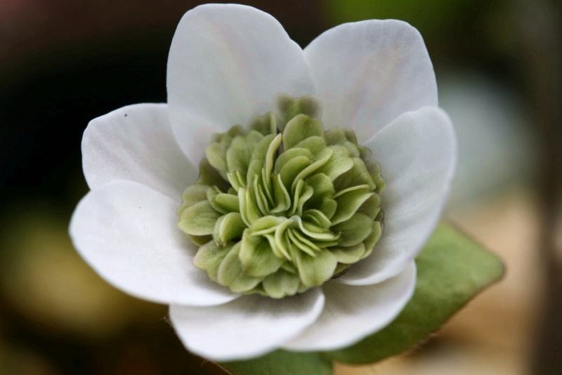 й̳ Hepatica ⯶ϸ ,ֲ,ֲ, ̳뽻 151006m59951ovm0azgz19