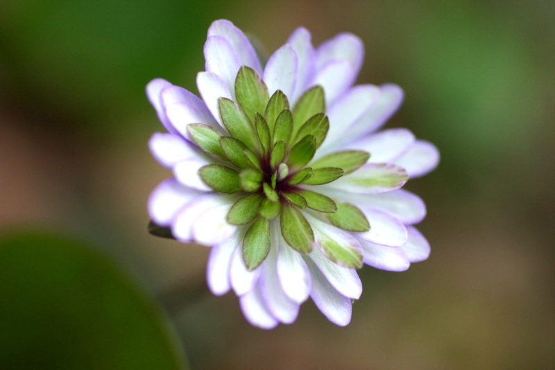 й̳ Hepatica ⯶ϸ ,ֲ,ֲ, ̳뽻 1510355u29unucr82oqq9n