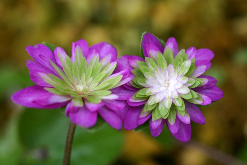 й̳ Hepatica ⯶ϸ ,ֲ,ֲ, ̳뽻 151043f31w3isbm3tymzxc